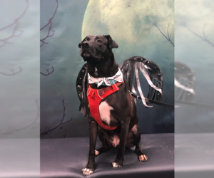 Mutt Dogs for adoption in Decatur, GA, USA