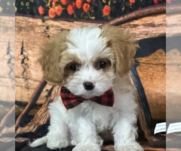 Medium Photo #1 Cavapoo Puppy For Sale in GREENVILLE, MO, USA