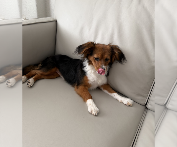 Medium Photo #6 Chiweenie Puppy For Sale in Weston, FL, USA