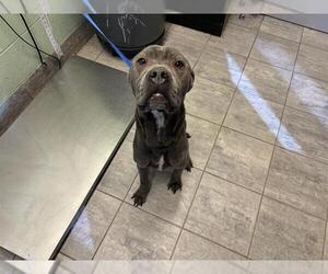 American Staffordshire Terrier-Unknown Mix Dogs for adoption in Grand Prairie, TX, USA