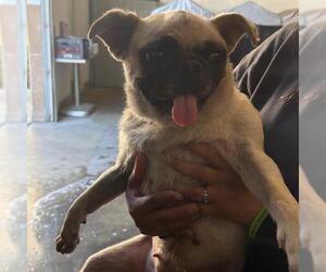 Pug Dogs for adoption in Riverside, CA, USA