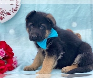 German Shepherd Dog Puppy for sale in LANCASTER, PA, USA