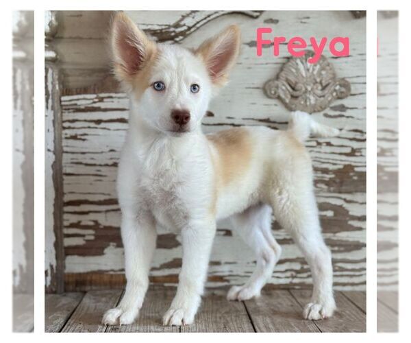 Medium Photo #1 Siberian Husky-Unknown Mix Puppy For Sale in Carrollton, TX, USA