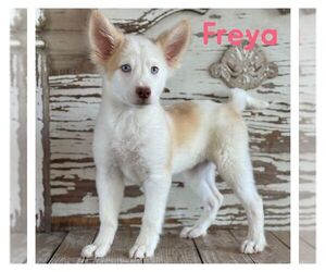 Siberian Husky-Unknown Mix Dogs for adoption in Carrollton, TX, USA