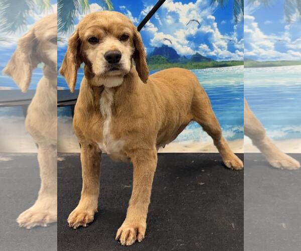 Medium Photo #5 Cocker Spaniel Puppy For Sale in Westminster, MD, USA