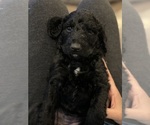 Puppy autumn Labradoodle-Poodle (Standard) Mix