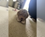 Small Photo #10 Goldendoodle (Miniature) Puppy For Sale in GRESHAM, OR, USA