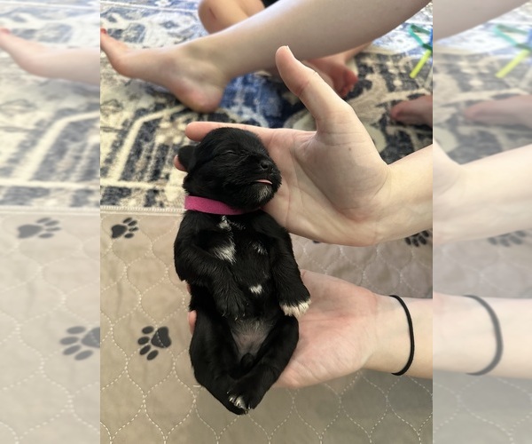 Medium Photo #1 Schnauzer (Miniature) Puppy For Sale in CALHOUN CITY, MS, USA