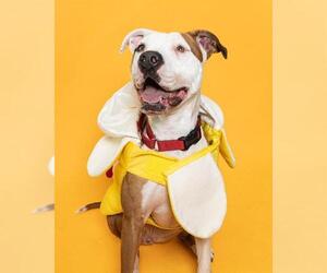 American Staffordshire Terrier Dogs for adoption in Fort Lauderdale, FL, USA