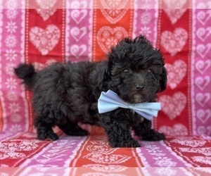 Poodle (Toy)-Yorkshire Terrier Mix Puppy for sale in LANCASTER, PA, USA