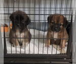 Small #2 German Shepherd Dog Mix