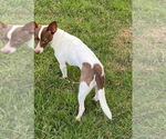 Small #3 Chihuahua