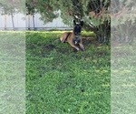 Small Photo #1 Belgian Malinois Puppy For Sale in SQUAW VALLEY, CA, USA