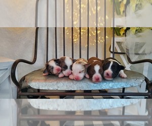 Aussie-Poo-Aussiedoodle Mix Puppy for sale in COLLEGE STA, TX, USA