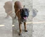 Small #1 Mutt