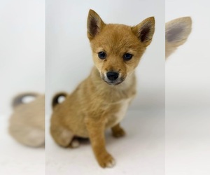 Finnish Spitz-Shiba Inu Mix Puppy for sale in MONCLOVA, OH, USA