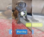 Small Photo #3 American Pit Bull Terrier Puppy For Sale in CARROLLTON, GA, USA