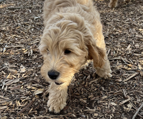Medium Photo #2 Goldendoodle Puppy For Sale in HARRISONVILLE, MO, USA