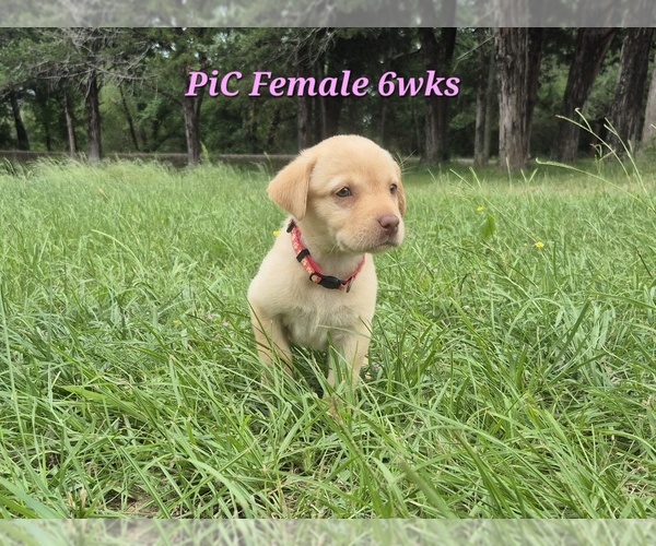 Medium Photo #4 Labrador Retriever Puppy For Sale in EDGEWOOD, TX, USA