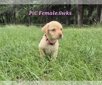 Small #3 Labrador Retriever