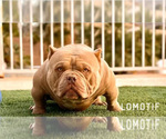 Small Photo #1 American Bully Puppy For Sale in LAS VEGAS, NV, USA
