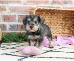 Small #3 Schnauzer (Miniature)