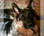 Small Photo #1 German Shepherd Dog Puppy For Sale in EASLEY, SC, USA