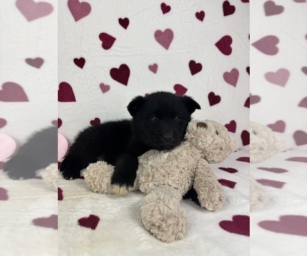 Medium Photo #6 German Shepherd Dog-Miniature American Shepherd Mix Puppy For Sale in FRANKLIN, IN, USA