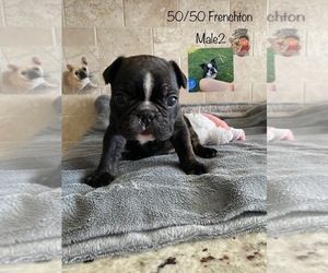 Faux Frenchbo Bulldog Puppy for sale in LA MARQUE, TX, USA