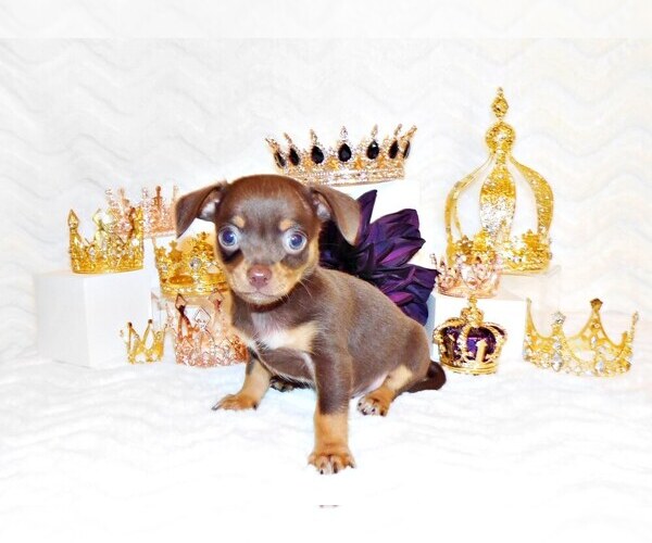 Medium Photo #3 Chihuahua Puppy For Sale in CHARLESTON, AR, USA