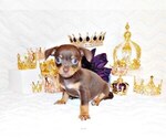 Small Photo #3 Chihuahua Puppy For Sale in CHARLESTON, AR, USA