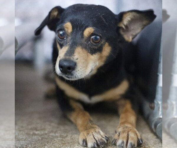 Medium Photo #1 Chihuahua-Unknown Mix Puppy For Sale in San Antonio, TX, USA