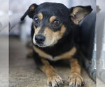 BINGO - Female Chihuahua-Unknown Mix Dog for Adoption - Small photo