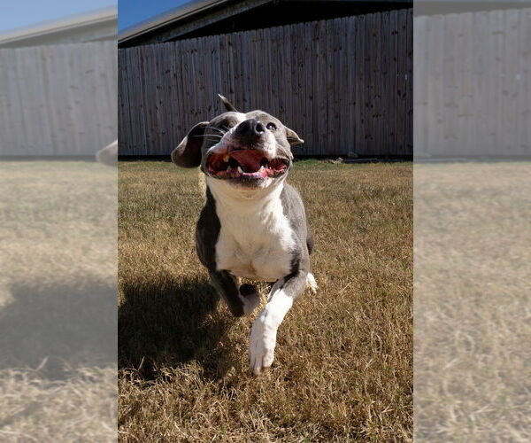 Medium Photo #3 Mutt Puppy For Sale in Abbeville, LA, USA