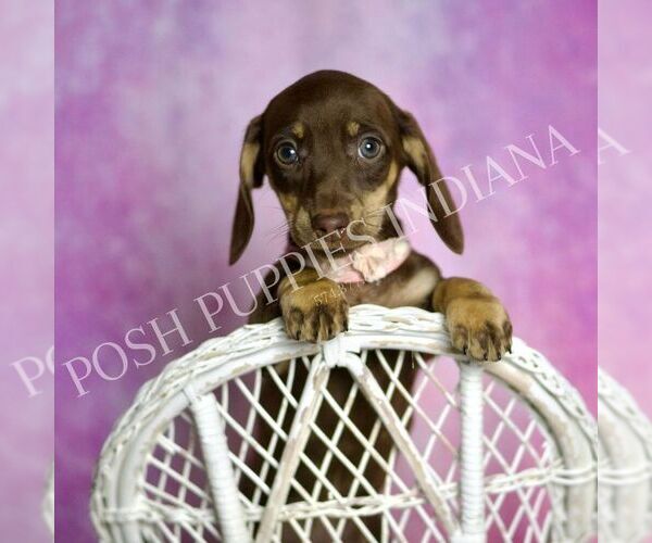 Medium Photo #55 Dachshund Puppy For Sale in WARSAW, IN, USA