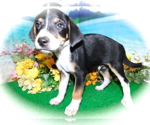 Dachshund-Unknown Mix Puppy for sale in HAMMOND, IN, USA
