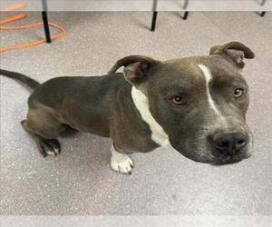 American Pit Bull Terrier Dogs for adoption in Tracy, CA, USA