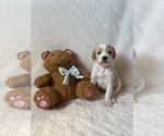 Small #3 Goldendoodle