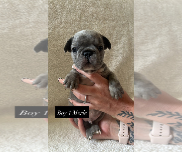 Medium Photo #2 French Bulldog Puppy For Sale in SACRAMENTO, CA, USA