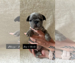 Small #1 French Bulldog