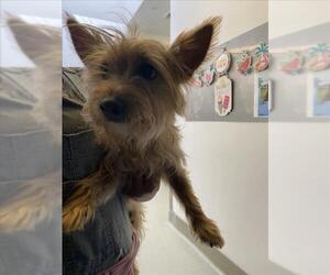 Mutt Dogs for adoption in Rancho Cucamonga, CA, USA