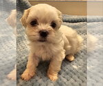 Emily - Female Mal-Shi Dog for Adoption - Small photo