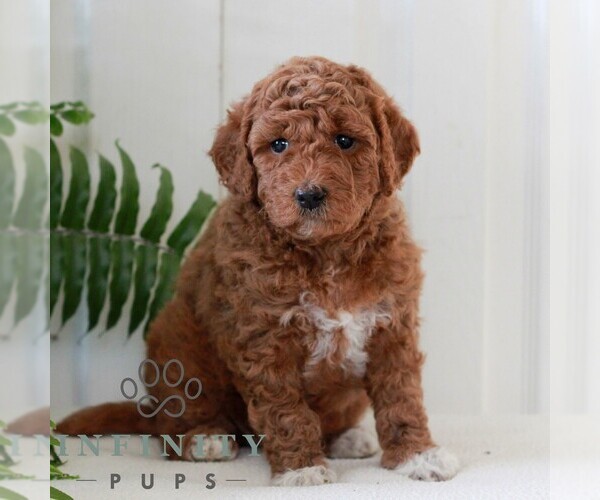 Medium Photo #4 Goldendoodle (Miniature) Puppy For Sale in LANCASTER, PA, USA