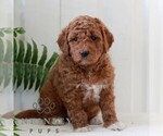 Small #3 Goldendoodle (Miniature)