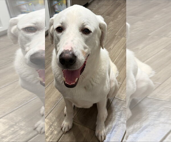 Medium Photo #1 Great Pyrenees-Unknown Mix Puppy For Sale in Houston, TX, USA