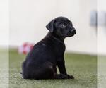 Small #1 Mutt