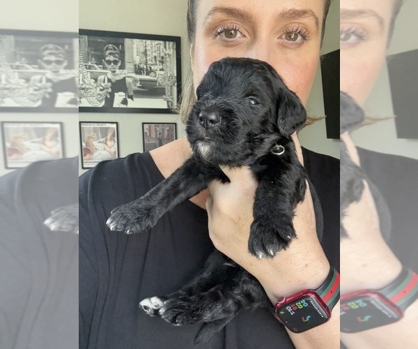 Medium Photo #62 Bernedoodle Puppy For Sale in BELMONT, NC, USA