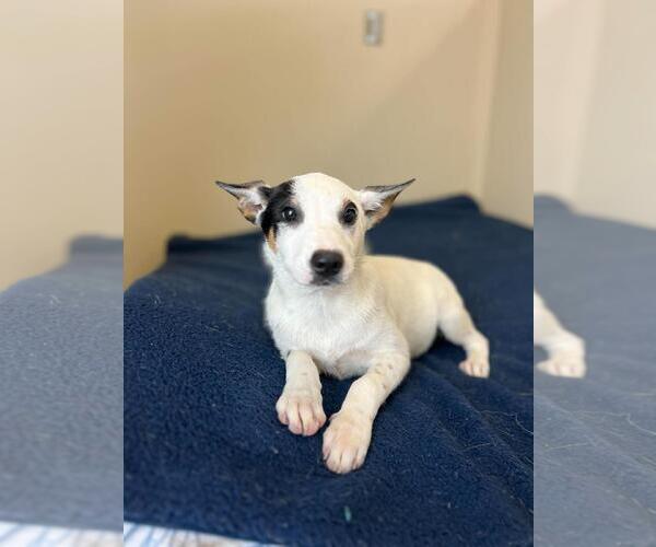 Medium Photo #2 Collie-Unknown Mix Puppy For Sale in Rockwall, TX, USA