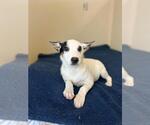 Small #1 Collie Mix