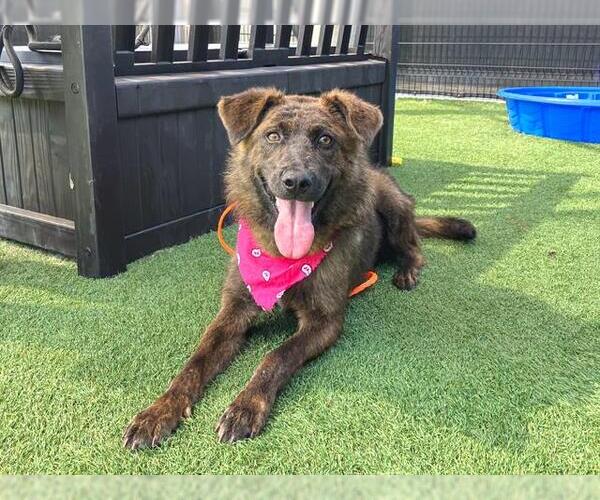 Medium Photo #2 German Shepherd Dog-Unknown Mix Puppy For Sale in Orange, CA, USA